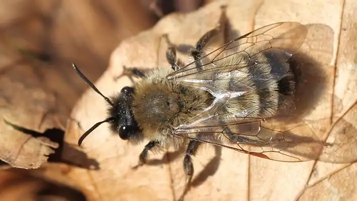 Jordbi på vissent blad