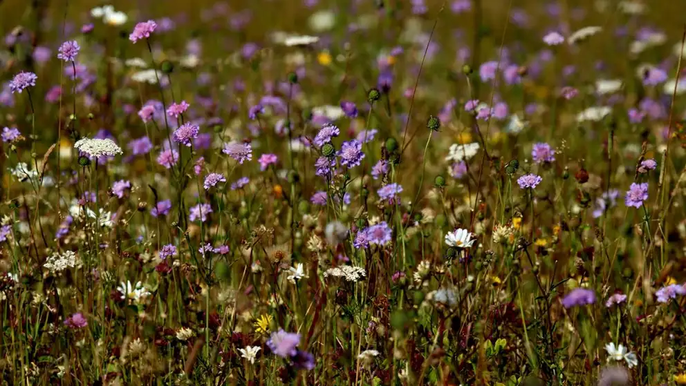 Vilde blomster på en eng