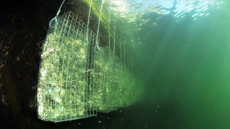 En nyetableret biohut i Københavns Havn.