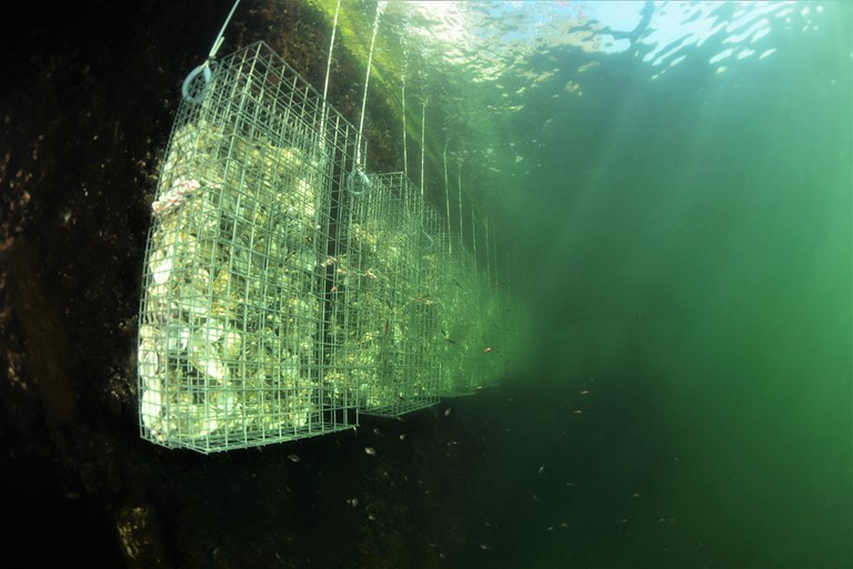 En nyetableret biohut i Københavns Havn.