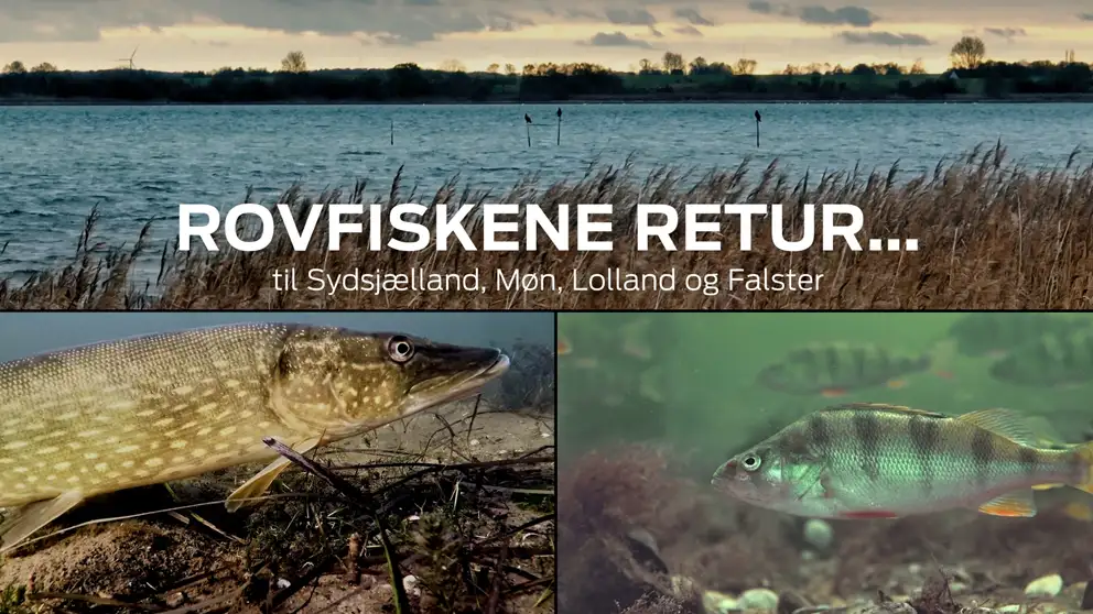 Rovfisk i sydsjællandske farvande