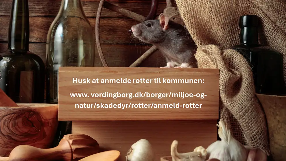 Billede af en rotte i et spisekammer med grafisk tekst om at huske at anmelde rotter