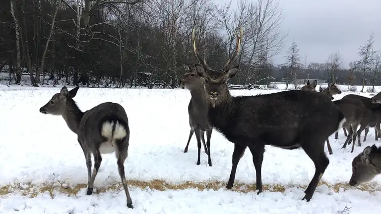 Sika-hjorte i vinterlandskab