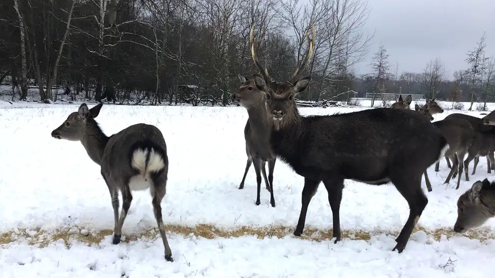 Sika-hjorte i vinterlandskab