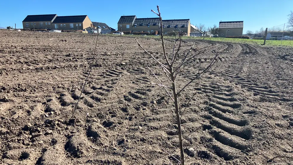 Billede af et ungt nyplantet træ på en bar mark