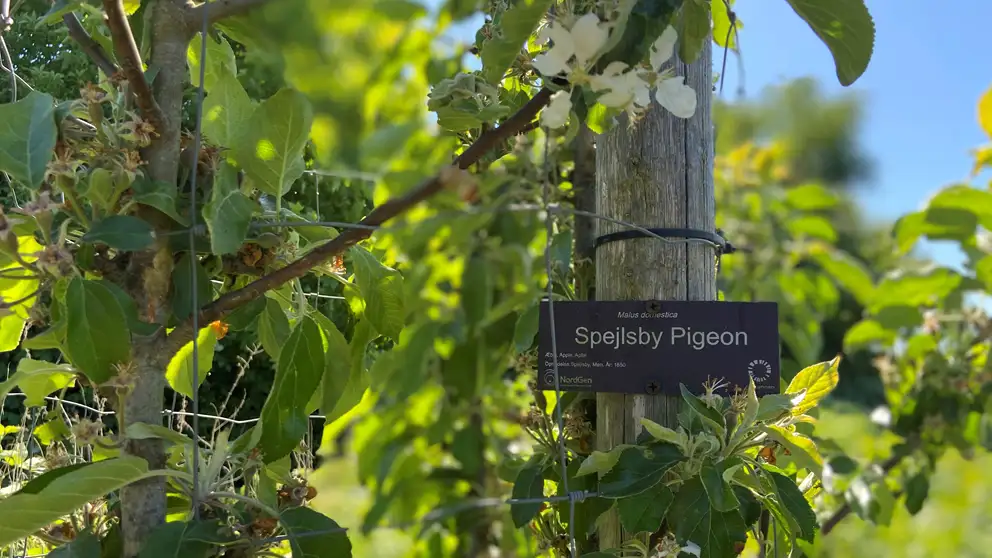 Æbletræ Spejlsby Pigeon