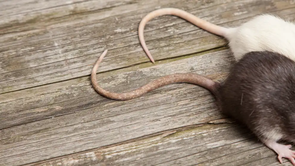 Billede af to rotter på en overflade af træ