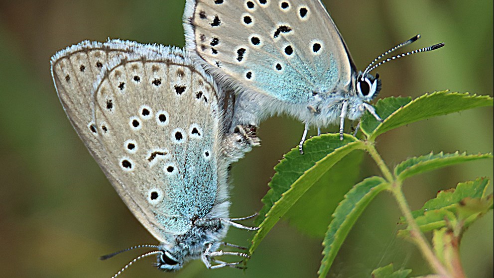 To Sortplettet Blåfugl på plante