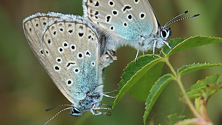 To Sortplettet Blåfugl på plante