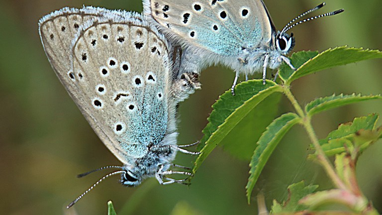 To Sortplettet Blåfugl på plante