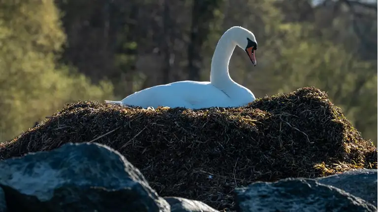 Svane på rede