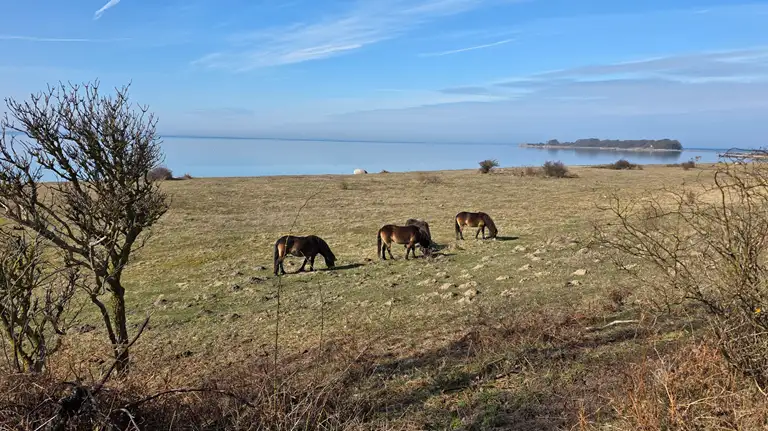 Vilde exmoor-ponyer på Knudshoved Odde