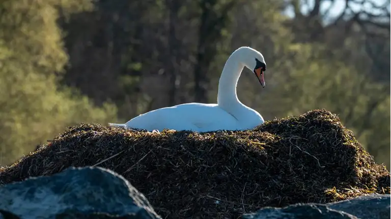 Svane ligger på rede af tang