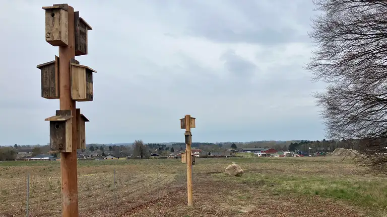 Fuglekasser på stolper