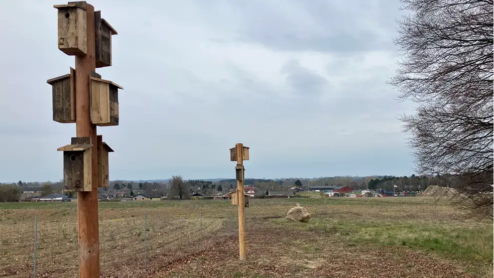 Billede af stærekasser i Bårse Kirkeskov
